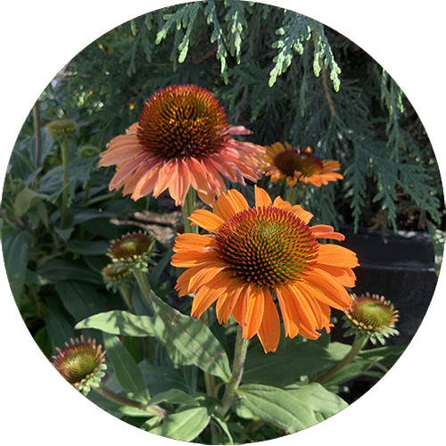 Orange Coneflowers